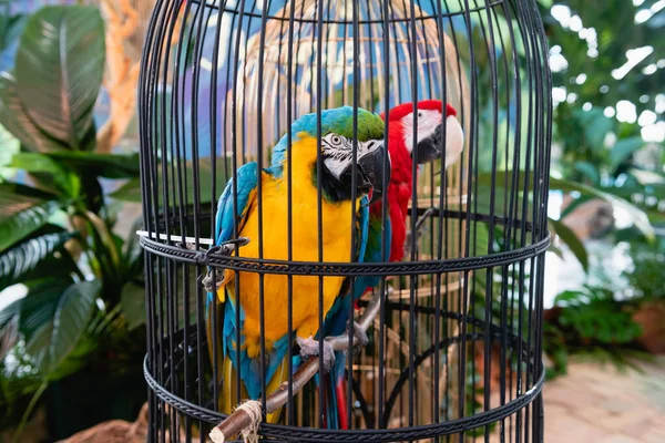 Dois Papagaios Coloridos Sentam Jaula Preta — Fotografia de Stock