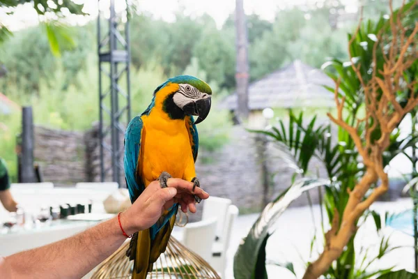 Homem Segurar Mão Longas Garras Papagaio Exótico Azul Amarelo Pássaro — Fotografia de Stock
