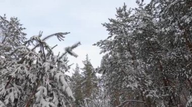 Karlı kış ormanlarının yuvarlak panoramik manzarası