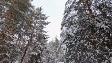Karlı orman köknar ağaçları arasında kayan kamera.