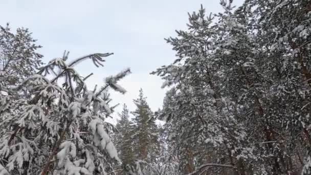 Rund panoramautsikt över snöig vinterskog — Stockvideo