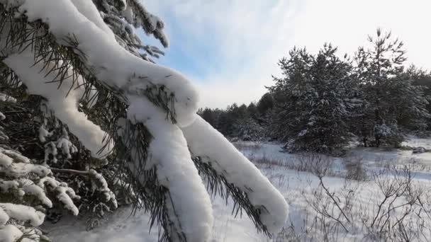 Glider på gran grenar med snö — Stockvideo