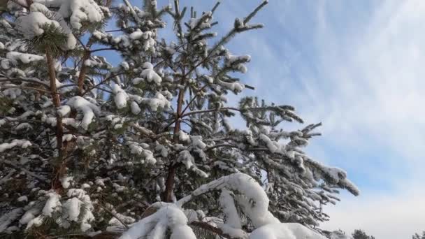 Deslizando sob ramos de abeto com neve — Vídeo de Stock