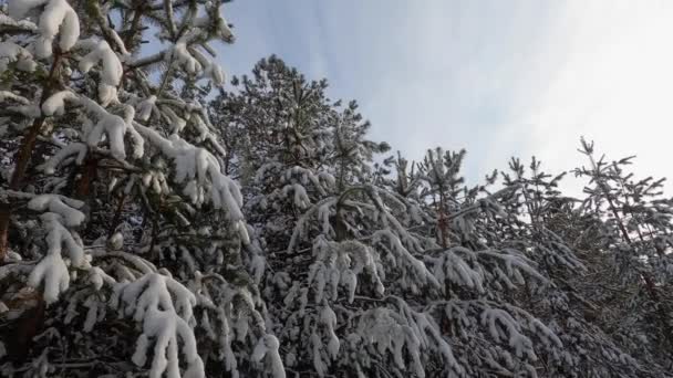 Rund översikt av snöiga gran grenar — Stockvideo