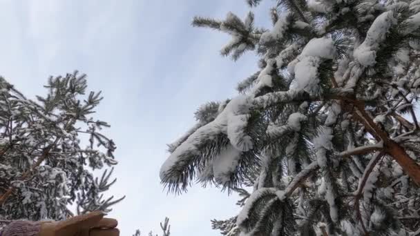 Female hand shake fir tree snowy branch — Stock Video