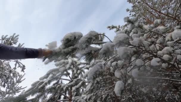 Tangan wanita goyang-goyang pohon bersalju gerakan lambat — Stok Video