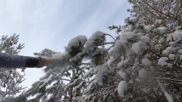 Kvinna dra gran gren med snö — Stockvideo