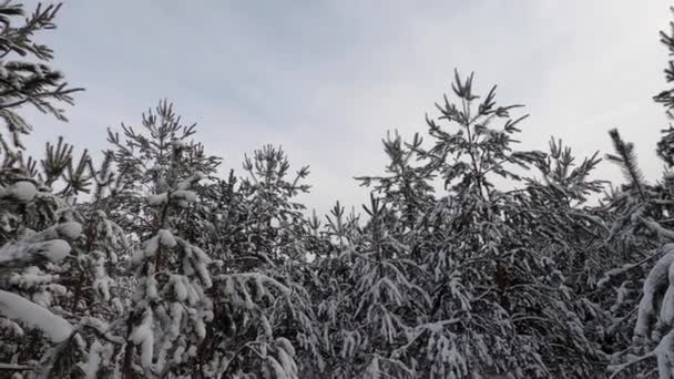 Panoramautsikt över snöiga vinterskogsträd — Stockvideo