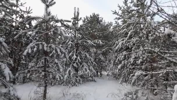 Cámara moviéndose entre árboles nevados en el bosque — Vídeos de Stock