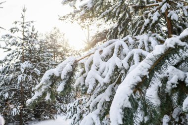 Güzel doğa, köknar ağacı dalları güneş ışığıyla kaplanmış köknar ağacının arka planında.