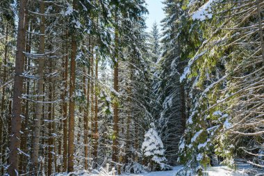 Karla kaplı küçük ve büyük ağaçlarla güzel bir kış manzarası, doğal arka plan deseni.