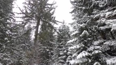 Kar yağdığında ağaçların üzerinde kayan kamera