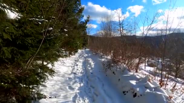Kozalaklı kış güneşli orman yolunda yürüyorum — Stok video