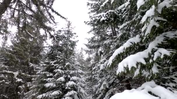 モミの木の雪の枝にカメラスライディング — ストック動画