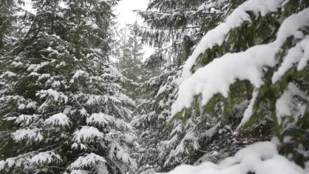 Cámara deslizándose sobre árboles de coníferas en las nevadas — Vídeo de stock