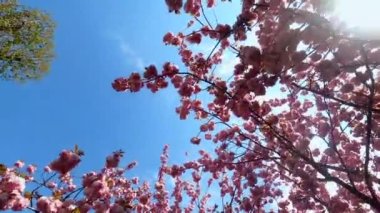 Sakura dalları blu gökyüzüne karşı çiçek açar..