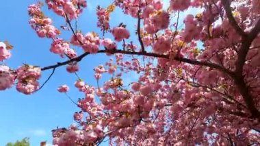Mavi gökyüzüne karşı açan pembe sakura dalları.
