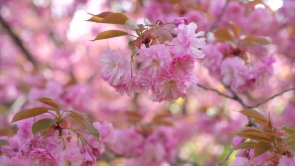 Ветвь розовых цветков вишни раскачивается на ветру. — стоковое видео