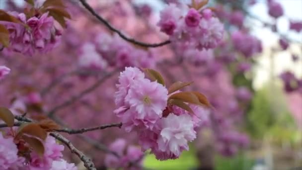 Der Wind weht einen Zweig blühenden rosa Sakura. — Stockvideo