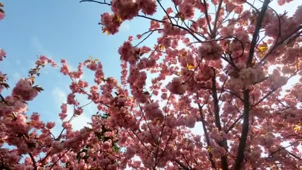 Gałęzie kwitnącej różowej sakury przeciwko błękitnemu niebu. — Wideo stockowe