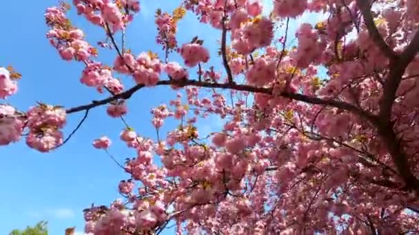 Takken van bloeiende roze sakura tegen blauwe lucht. — Stockvideo