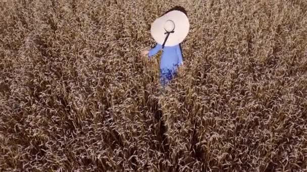 Дрон слідує за дівчиною, що йде в пшеничному полі — стокове відео