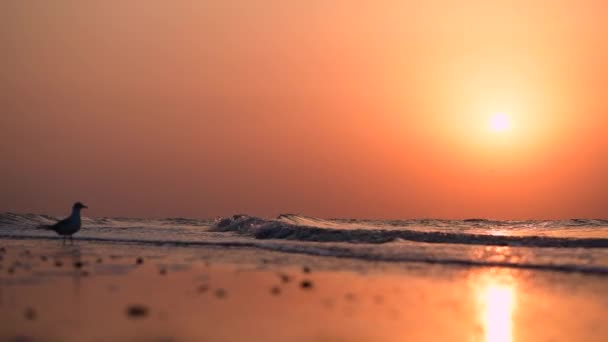 Beneden het voorspellen van golvende zee bij zonsondergang — Stockvideo