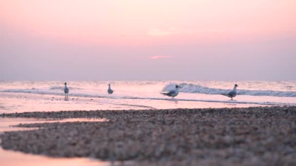 Gaviotas voladoras en la playa azul del mar puesta del sol — Vídeo de stock