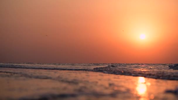Burung camar berjalan di air saat matahari terbenam oranye — Stok Video