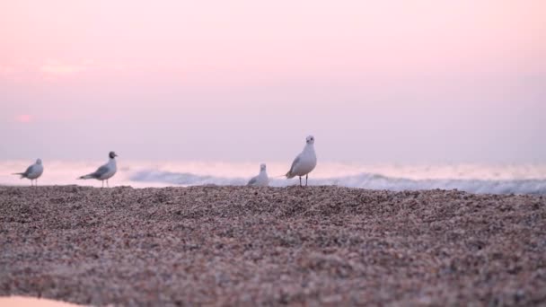 Paysage de plage de mer avec galets et mouettes — Video