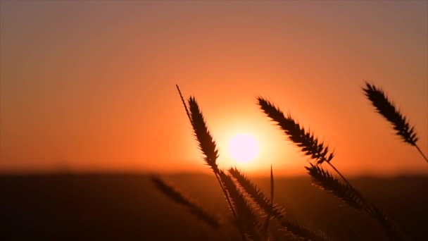 Espiguetas de trigo acenando no céu laranja do por do sol — Vídeo de Stock