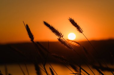 Doğa, çimen bitkisi dikenli sıcacık arkaplan manzarası kapanıyor ve ufukta turuncu güneş doğuyor.