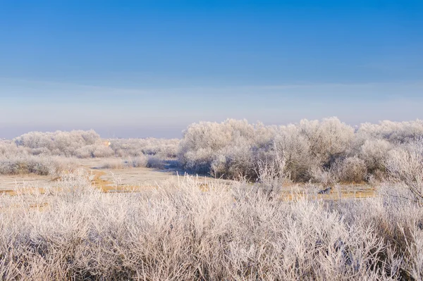 Paisaje de invierno con árboles —  Fotos de Stock