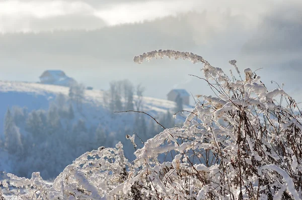 Zima w Karpatach — Zdjęcie stockowe