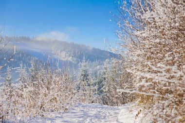 Bush kış dağlarda kar kaplı