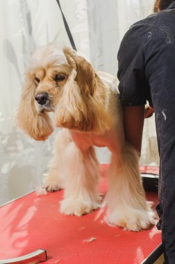 Safkan yavru horoz İspanyol bakımlı