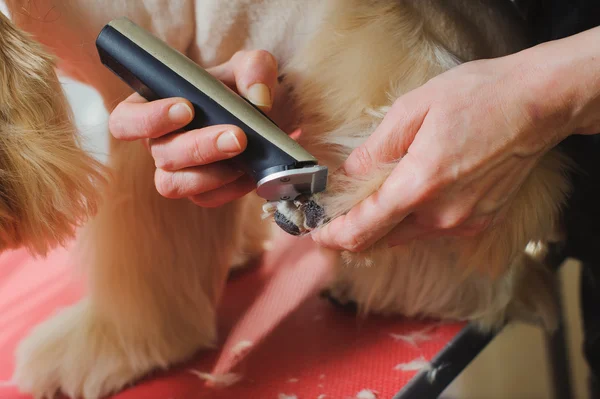 Toilettage des pattes de chien — Photo