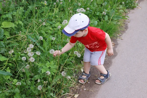 Cute little boy in cap and red t-shirt picks dandelions — Stock Photo, Image