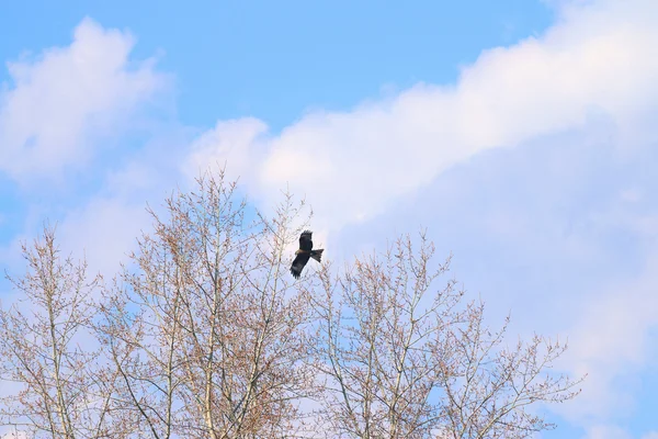 Beautiful hawk soars in sky next to top of trees and clouds at s — Stock Photo, Image