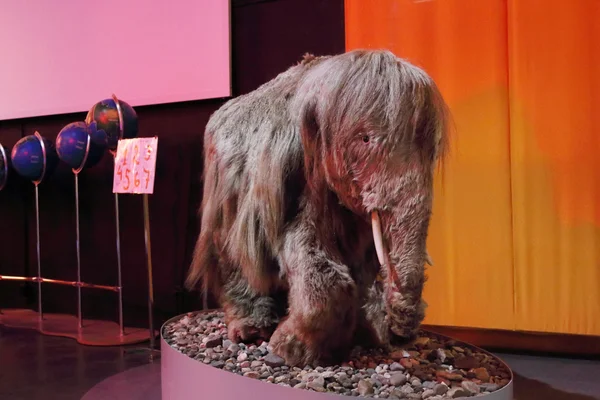 PERM, RUSSIA - APR 4, 2015: Stuffed baby mammoth with wool in Mu — Stock Photo, Image