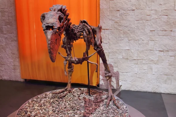 PERM, RUSSIA - APR 4, 2015: Skeleton of small dinosaur in Museum — Stock Photo, Image