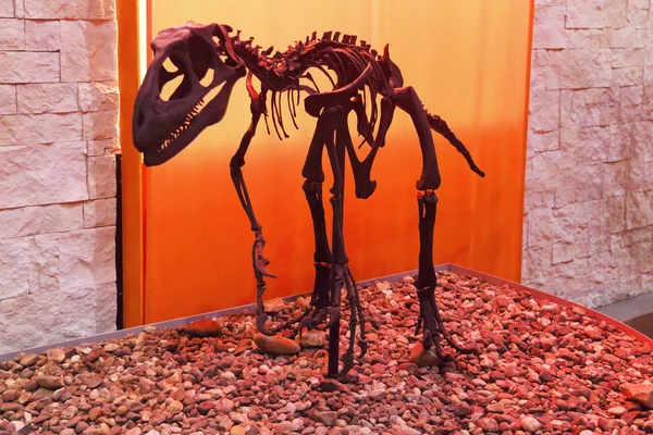 PERM, RUSSIA - APR 4, 2015: Skeleton of dinosaur in Museum of Lo — Stock Photo, Image