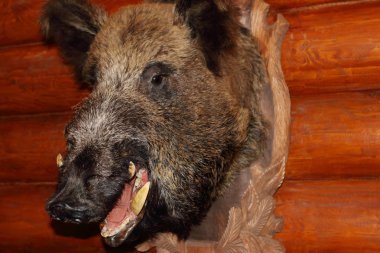 Closeup of stuffed wild boar head with fangs hanging on wooden w clipart