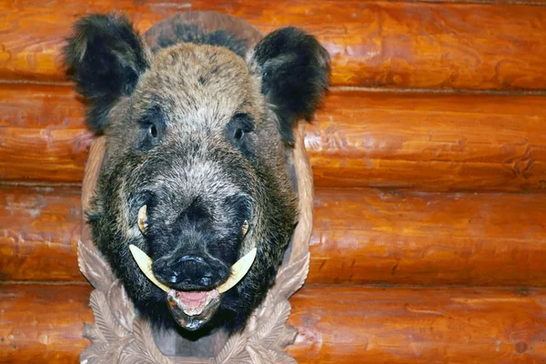 Closeup stuffed wild boar head with big fangs hanging on wooden