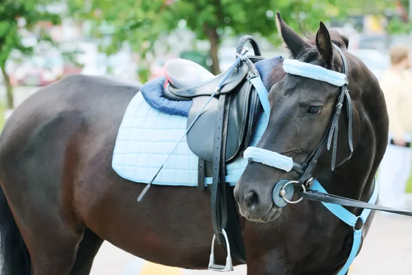 Cavallo marrone con imbracatura blu con cavalletti a sella su strada turni — Foto Stock