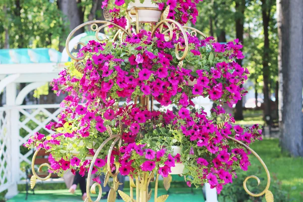 Beautiful pink flowers in forged gilt vase in summer sunny park — Stock Photo, Image