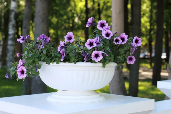 Beautiful purple flowers in flowerpot in park at summer sunny da — Stock Photo, Image
