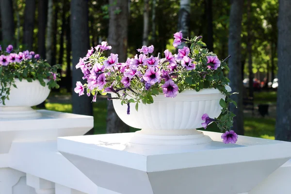 Beautiful purple flowers in white flowerpot in summer sunny park — Stock Photo, Image