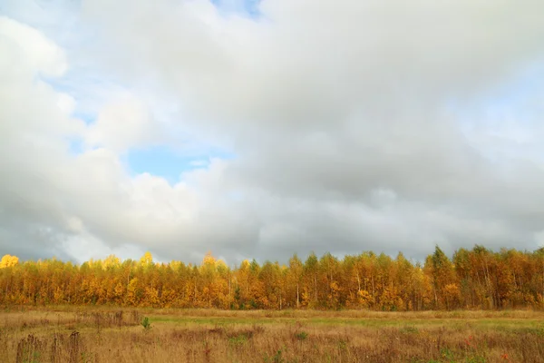 Alberi gialli ai margini della foresta e prato con erba secca a oltre — Foto Stock