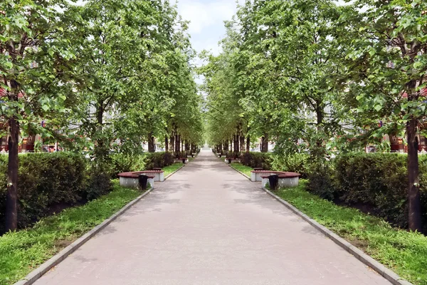 Güzel avenue yeşil ağaçlar ve tezgah yaz güneşli gün ile — Stok fotoğraf